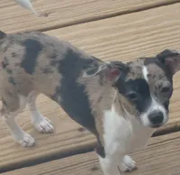 Oreo, a female Chihuahua for sale in Nashville, TN – Photo 1 of 9