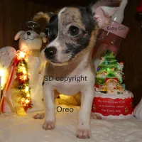 Oreo, a female Chihuahua for sale in Nashville, TN – Photo 4 of 9