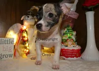 Oreo, a female Chihuahua for sale in Nashville, TN – Photo 4 of 9