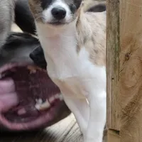 Oreo, a female Chihuahua for sale in Nashville, TN – Photo 3 of 9