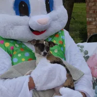 Oreo, a female Chihuahua for sale in Nashville, TN – Photo 5 of 9