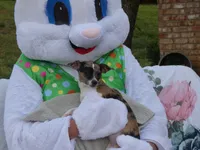 Oreo, a female Chihuahua for sale in Nashville, TN – Photo 5 of 9