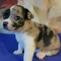 Oreo, a female Chihuahua for sale in Nashville, TN – Photo 9 of 9