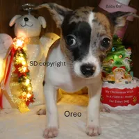Oreo, a female Chihuahua for sale in Nashville, TN – Photo 8 of 9