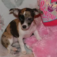 Oreo, a female Chihuahua for sale in Nashville, TN – Photo 2 of 9