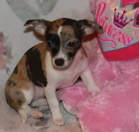 Oreo, a female Chihuahua for sale in Nashville, TN – Photo 2 of 9