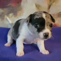 Oreo, a female Chihuahua for sale in Nashville, TN – Photo 7 of 9