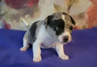 Oreo, a female Chihuahua for sale in Nashville, TN – Photo 7 of 9