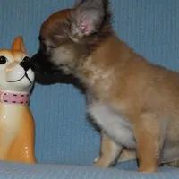 Chewy, a male Chihuahua for sale in Nashville, TN – Photo 7 of 8