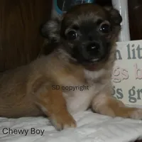 Chewy, a male Chihuahua for sale in Nashville, TN – Photo 5 of 8