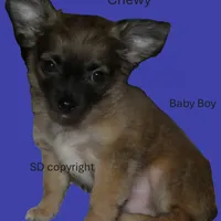 Chewy, a male Chihuahua for sale in Nashville, TN – Photo 6 of 8