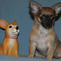 Chewy, a male Chihuahua for sale in Nashville, TN – Photo 3 of 8