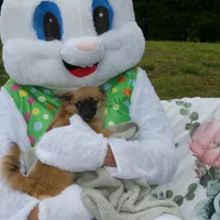 Chewy, a male Chihuahua for sale in Nashville, TN – Photo 4 of 8