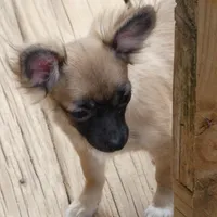 Chewy, a male Chihuahua for sale in Nashville, TN – Photo 2 of 8