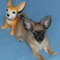 Chewy, a male Chihuahua for sale in Nashville, TN – Photo 8 of 8