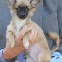 Chewy, a male Chihuahua for sale in Nashville, TN – Photo 1 of 8
