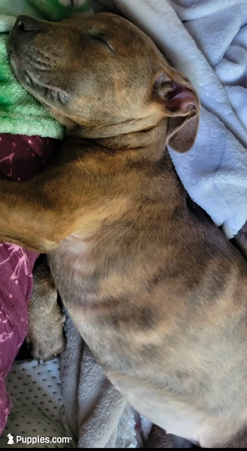 Serenity , a female Rottweiler and American Pit Bull Terrier for sale in Nashville, TN – 4 of 4