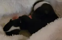 processed/3dc4dbab-f958-47ad-859d-89823d47cf65/listing/c76f9825-81da-477a-82a2-2e3d51101d93/244d1883-04d4-4d97-9ed0-acd5d600ead3