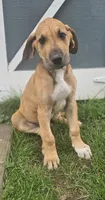 Hickory - male, a male Great Dane for sale in Brainerd, MN – 4 of 10