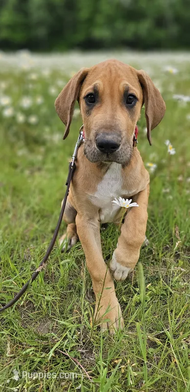 Hickory - male – Great Dane puppy for sale in Brainerd, MN