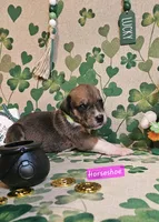 Horseshoe, a female Great Dane for sale in Brainerd, MN – Photo 6 of 9