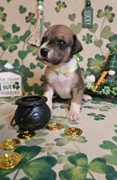 Horseshoe, a female Great Dane for sale in Brainerd, MN – Photo 3 of 9