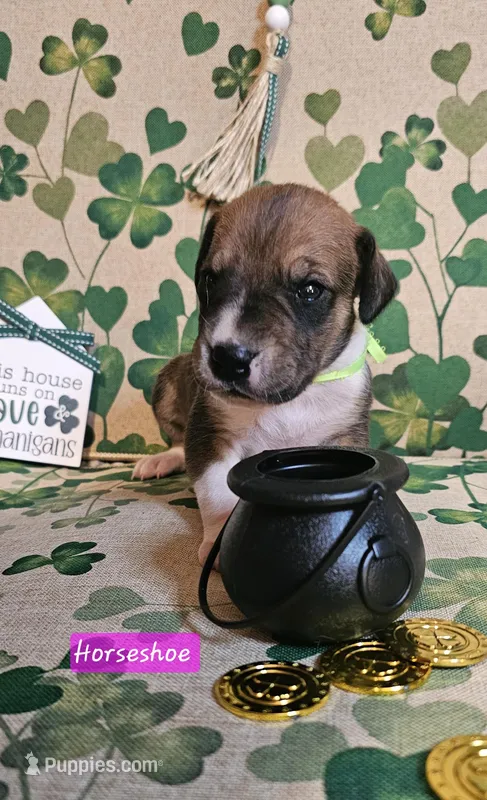 Horseshoe – Great Dane puppy for sale in Brainerd, MN