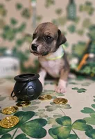 Horseshoe, a female Great Dane for sale in Brainerd, MN – Photo 2 of 9