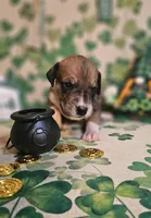 Horseshoe, a female Great Dane for sale in Brainerd, MN – Photo 4 of 9