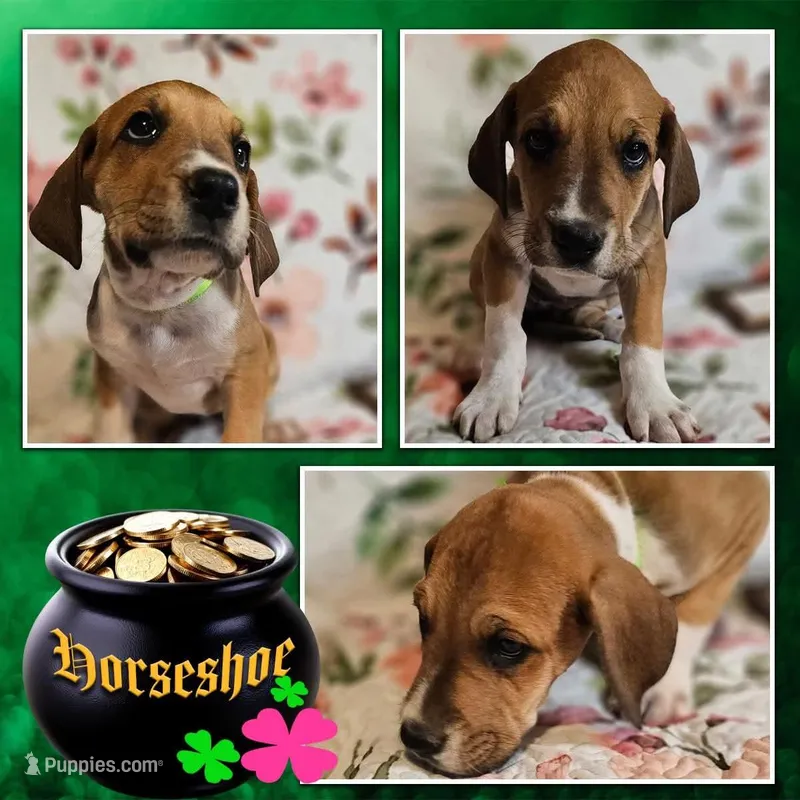 Horseshoe - female – Great Dane puppy for sale in Brainerd, MN