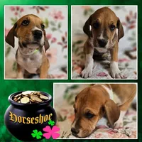 Horseshoe - female, a female Great Dane for sale in Brainerd, MN – 8 of 10
