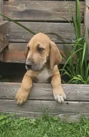 Hickory - male, a male Great Dane for sale in Brainerd, MN – 2 of 10
