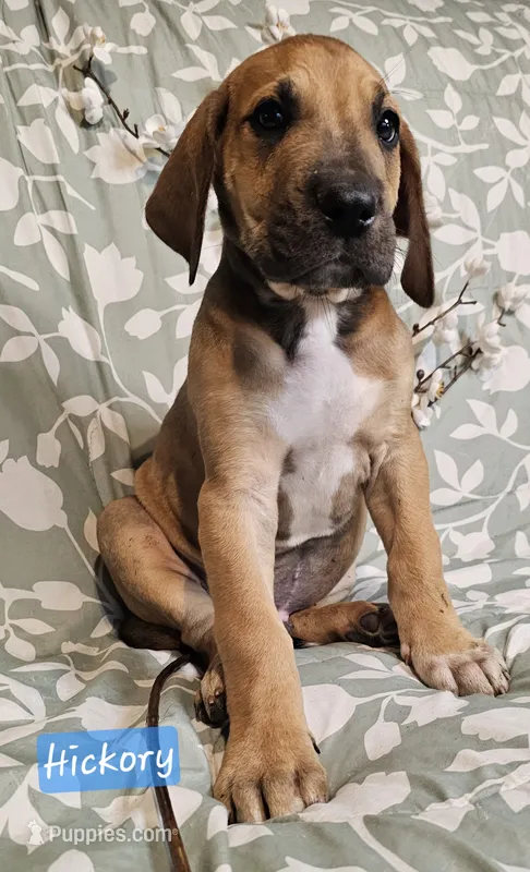 Hickory - male – Great Dane puppy for sale in Brainerd, MN
