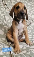Hickory - male, a male Great Dane for sale in Brainerd, MN – 7 of 10