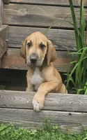 Hickory - male, a male Great Dane for sale in Brainerd, MN – 3 of 10