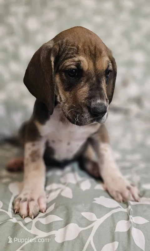 Cedar - male – Great Dane puppy for sale in Brainerd, MN
