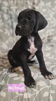 Walnut - female, a female Great Anglo-Francais White and Orange Hound for sale in Brainerd, MN – 2 of 10