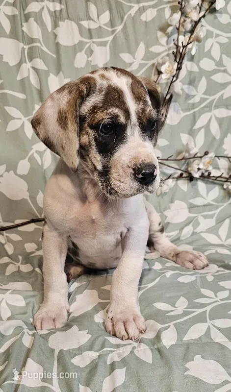 Oak - male – Great Dane puppy for sale in Brainerd, MN