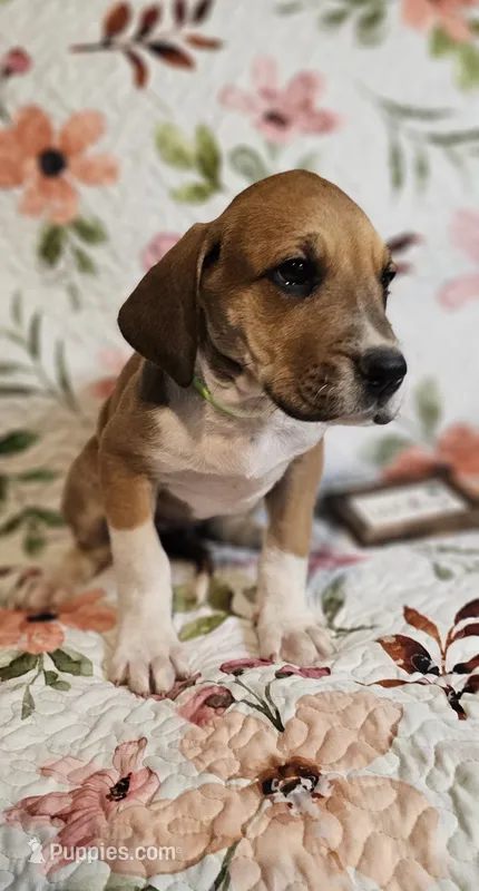 Horseshoe - female – Great Dane puppy for sale in Brainerd, MN