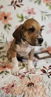 Horseshoe - female, a female Great Dane for sale in Brainerd, MN – 7 of 10
