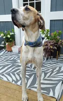 Walnut - female, a female Great Anglo-Francais White and Orange Hound for sale in Brainerd, MN – 10 of 10