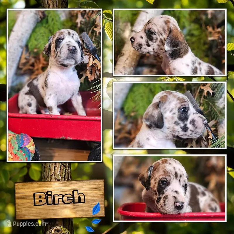 Birch - male – Great Dane puppy for sale in Brainerd, MN