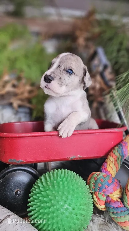 Ash - male – Great Dane puppy for sale in Brainerd, MN