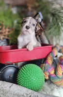 Ash - male, a male Great Dane for sale in Brainerd, MN – Photo 4 of 10