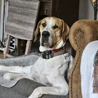 Ash - male, a male Great Dane for sale in Brainerd, MN – Photo 10 of 10