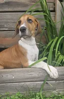 Goldie - female, a female Great Dane for sale in Brainerd, MN – 4 of 10