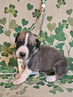 Clara, a female Great Dane for sale in Brainerd, MN – Photo 2 of 8