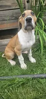 Arthur - male , a male Great Dane for sale in Brainerd, MN – 3 of 10
