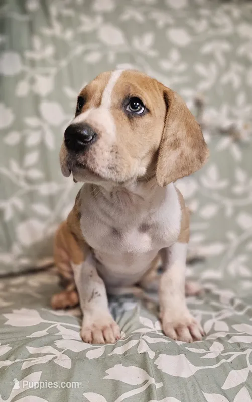 Willow - female – Great Dane puppy for sale in Brainerd, MN