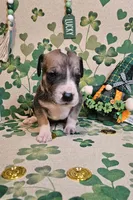 Nora, a female Great Dane for sale in Brainerd, MN – Photo 4 of 8